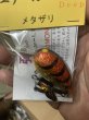 画像2: 江戸物　弾Deep　メタザリ (2)